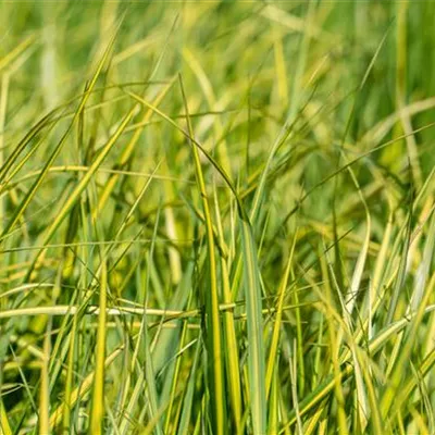 Calamagrostis acutiflora ´England`