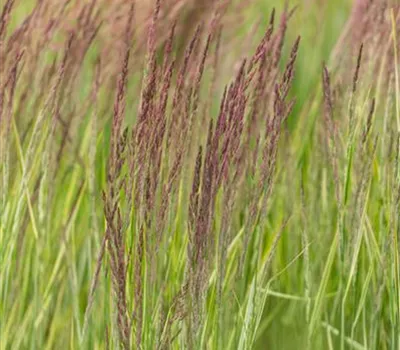 Calamagrostis acutiflora ´Overdam`