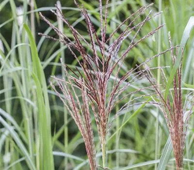 Miscanthus chin. 'Malepatus' 