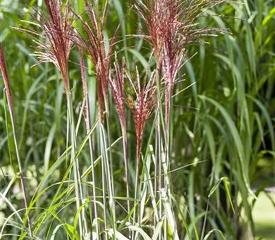 Miscanthus sinensis ´Pünktchen`