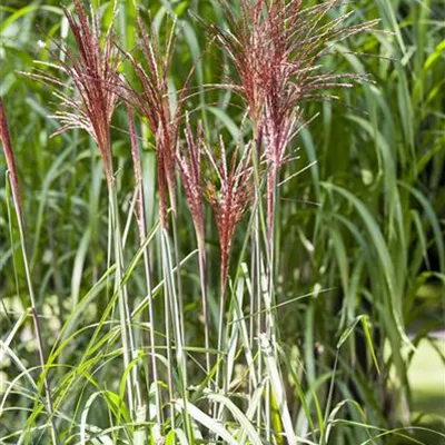 Miscanthus sinensis ´Pünktchen`