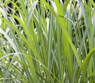 Miscanthus gigantheus