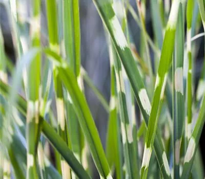 Miscanthus sinensis ´Strictus`