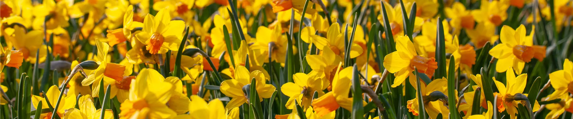 Narcissus pseudonarcissus