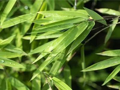 Ein asiatischer Garten als Oase der Ruhe