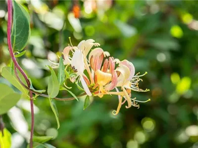 Die Vielfalt der Kletterpflanzen – Hoch hinaus in bunten Farben