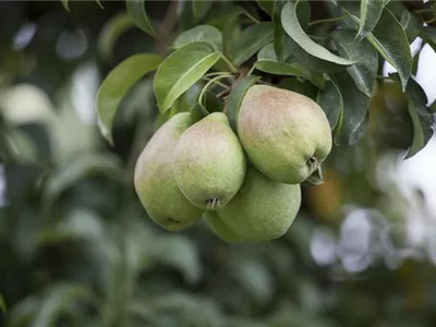 Einen Naschgarten mit Obstgehölzen anlegen und losnaschen
