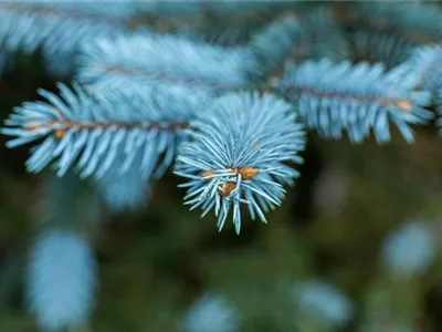 Gartengestaltung mit Nadelgehölzen – Ein immergrüner Garten
