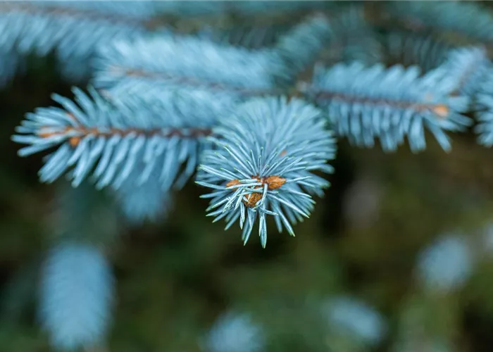 Gartengestaltung mit Nadelgehölzen – Ein immergrüner Garten