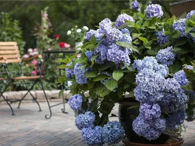 Hortensien schneiden für ein gesundes Wachstum