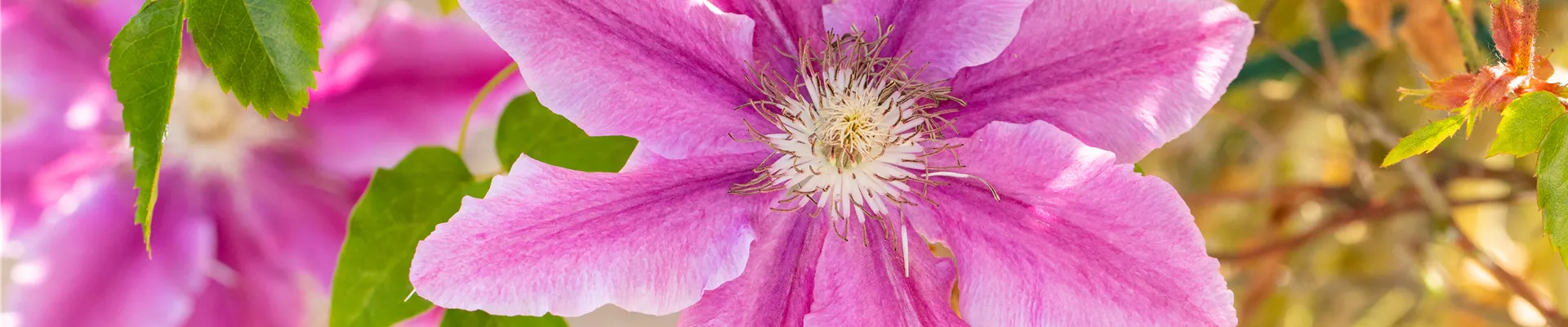 Clematis 'Bees Jubilee'