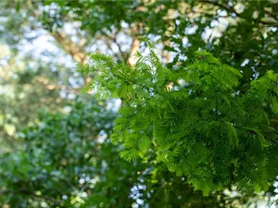 Nadelgehölze einpflanzen und den Garten immergrün gestalten