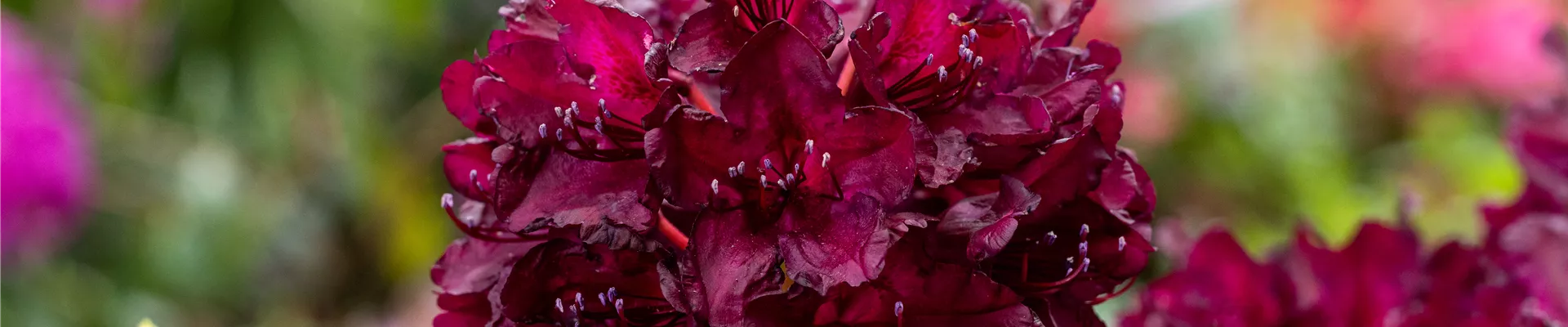 Rhododendron 'Black Widow'