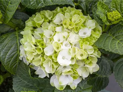 Ein bunter Garten dank der Hortensienvielfalt