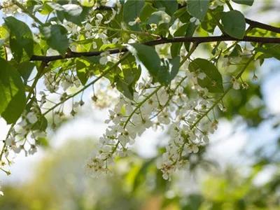 Einen stattlichen Kirschbaum im Garten anpflanzen und pflegen