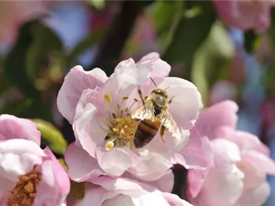 Erfolgreich bienenfreundliche Bäume und Sträucher anpflanzen