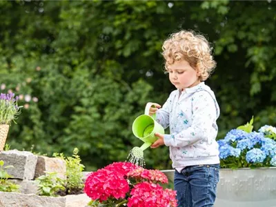 Für bunte Blütenpracht Hortensien pflegen und richtig düngen