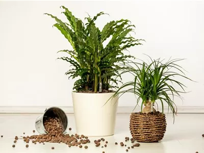 Hydrokultur – ideal als Alternative zur Aufzucht im Erdboden