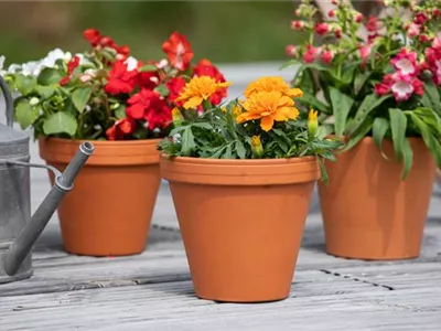 In der Menge des Angebots die richtigen Pflanzgefäße finden