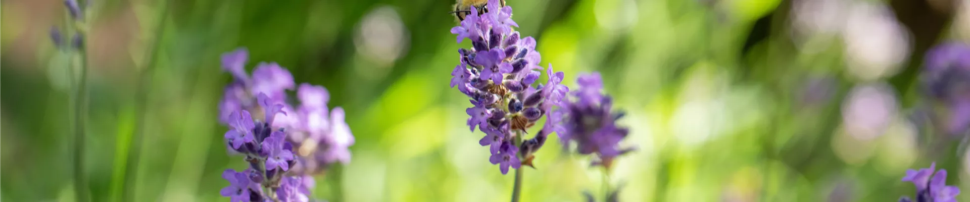 Lavandula angustifolia