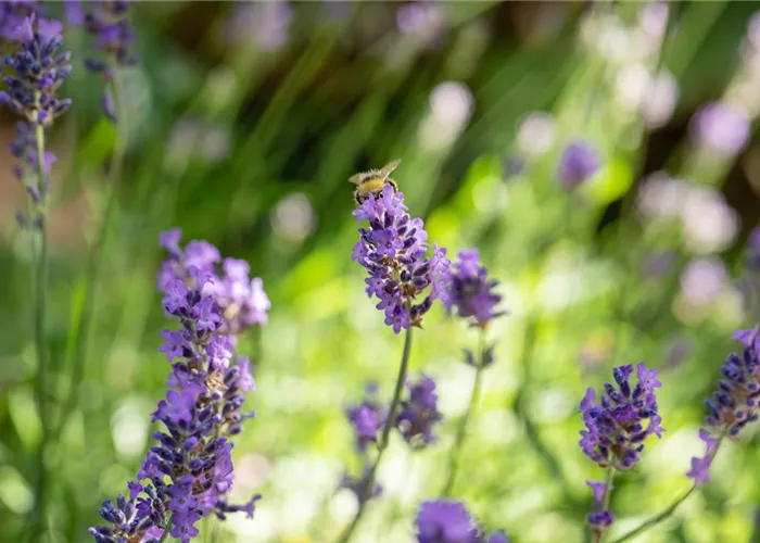 Mit Bienenpflanzen für den Balkon die Insekten unterstützen