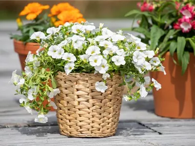 Pflanzgefäße aus unterschiedlichen Materialien – Eine Übersicht