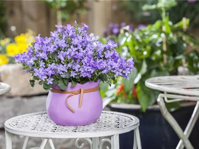 Pflanzgefäße in der passenden Größe finden leicht gemacht