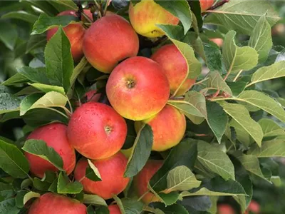 Säulenobst pflanzen – frische Früchte direkt vor der Haustür