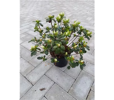 Rhododendron obt. 'Kermesina Alba'