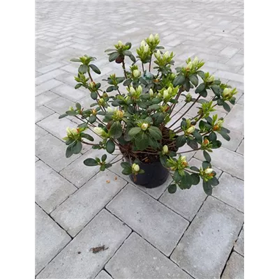 Rhododendron obt. 'Kermesina Alba'
