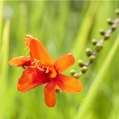 Crocosmia cro. 'Carmina Brillant'
