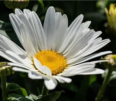 Leucanthemum maximum