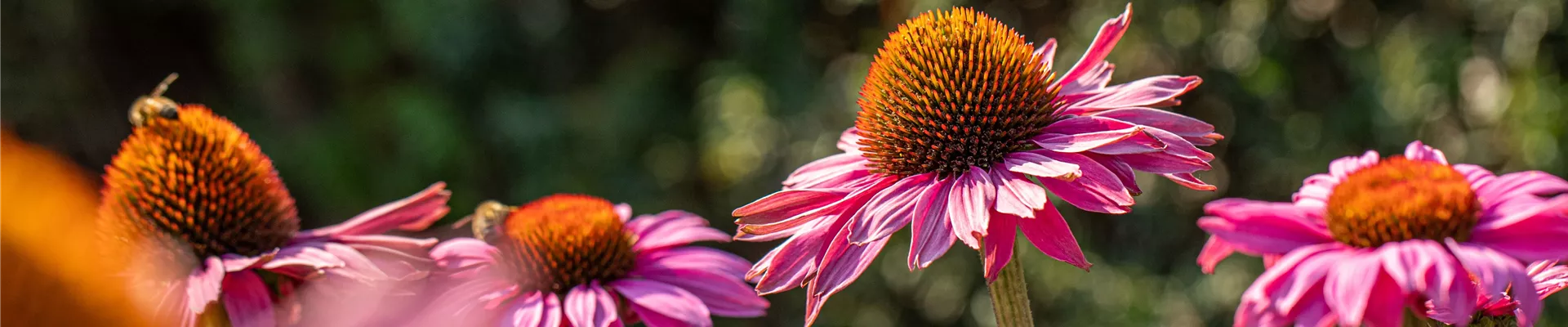 Echinacea purpurea 'PowWow® Wild Berry'