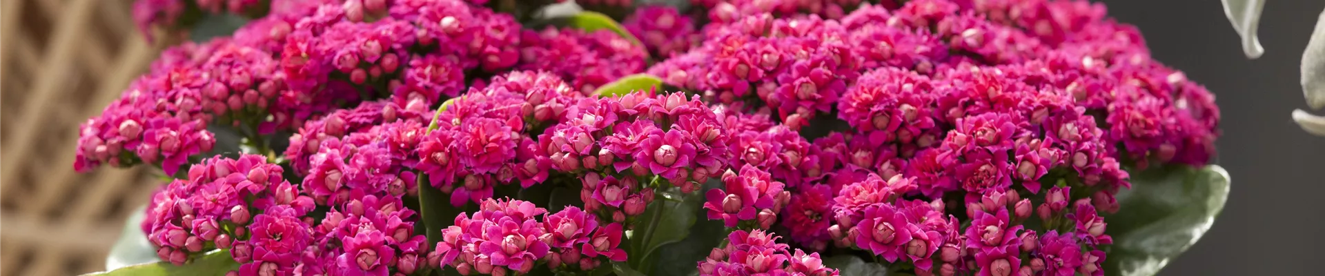 Kalanchoe blossfeldiana, gefüllt