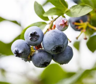 Vaccinium corymb. 'Patriot' 