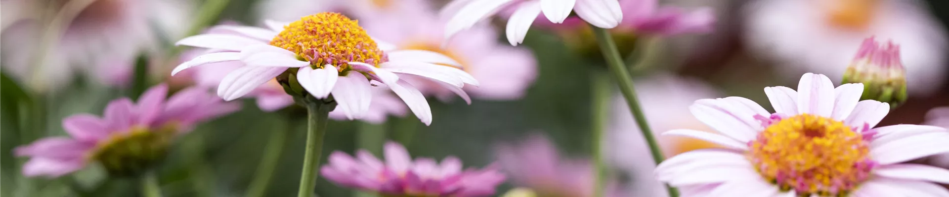 Argyranthemum frutescens 'LaRita'®