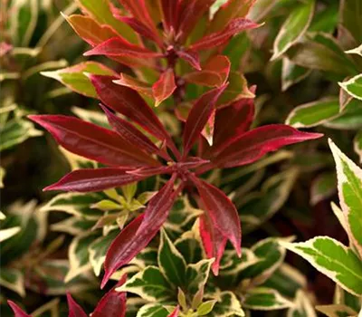 Pieris jap. 'Carnaval'