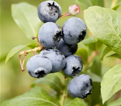 Vaccinium corymb. 'Goldtraube'