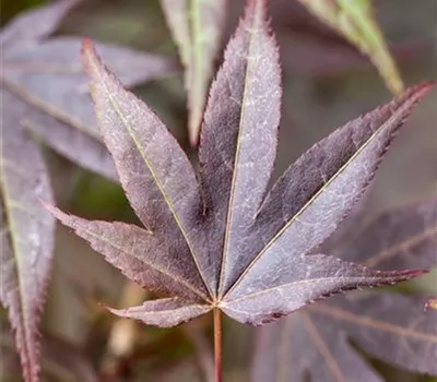 Acer pal. 'Atropurpureum'