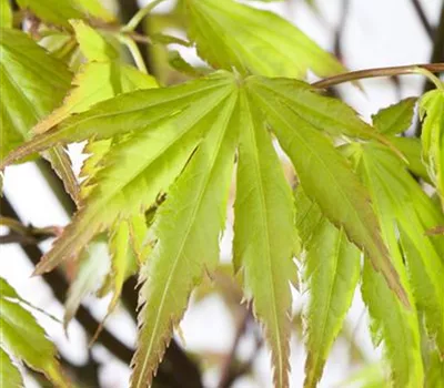 Acer pal. 'Orange Dream'
