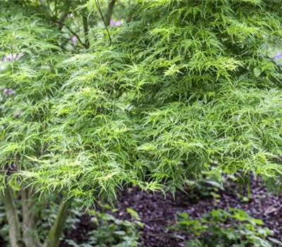 Acer pal. 'Seiryu'