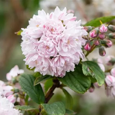 Deutzia Hybr. 'Pink Pom Pom'