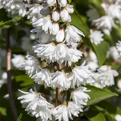 Deutzia scabra 'Plena'