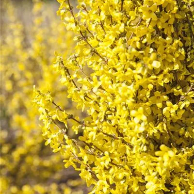 Forsythia x inter. 'Goldrausch'
