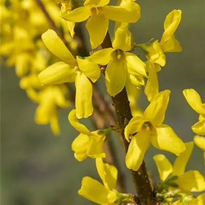 Forsythia x inter. 'Lynwood Gold'