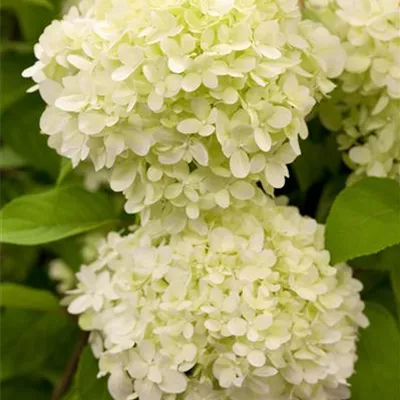 Hydrangea pan. 'Limelight'