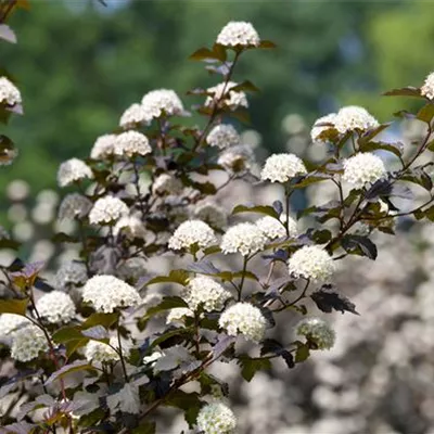 Physocarpus op. 'Daibolo'