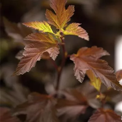 Physocarpus op. 'Diable d'or' -R-