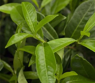 Prunus laur. 'Mount Vernon'