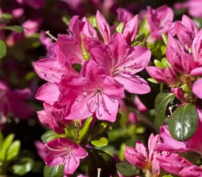 Rhododendron obt 'Kermesina'